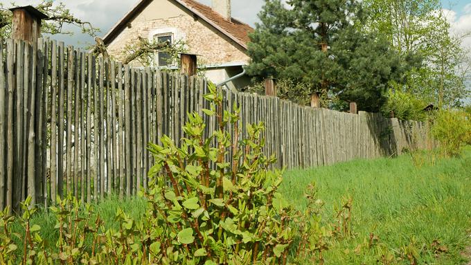 Zaradi trdoživosti in potencialne škodljivosti prisotnost dresnika na zemljišču lahko ta vpliva celo na ceno nepremičnine. V Veliki Britaniji naj bi nepremičnine, na katerih je prisotna ta invazivna rastlina, dosegle celo od pet do 15 odstotkov nižjo ceno. | Foto: Shutterstock