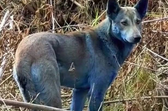 V Černobilu skoraj 40 let po katastrofi opazili modre pse. Kaj je v ozadju?