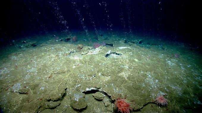 Morsko dno | Foto: NOAA