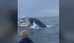 Osupljiv posnetek: kit grbavec nenadoma skočil na čoln in ga potopil #video