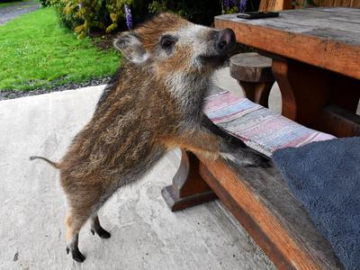 Prebivalci Molata se zvečer skrijejo v hiše. Bojijo se divjih živali.