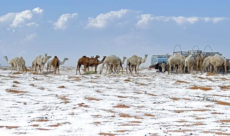 Šok v Savdski Arabiji: puščavo pobelil sneg, padala tudi toča