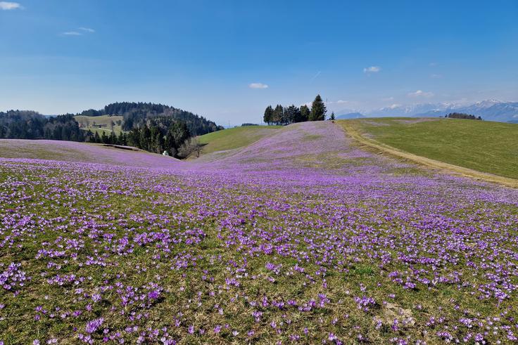 Greben Mrzlega vrha je ta čas prekrit z žafrani. V ozadju pa so še beli vrščaci Karavank in Julijcev. | Foto: Matej Podgoršek