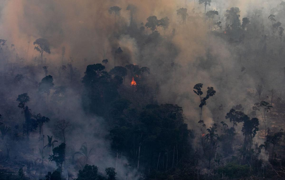 amazonski pragozd | Foto Getty Images