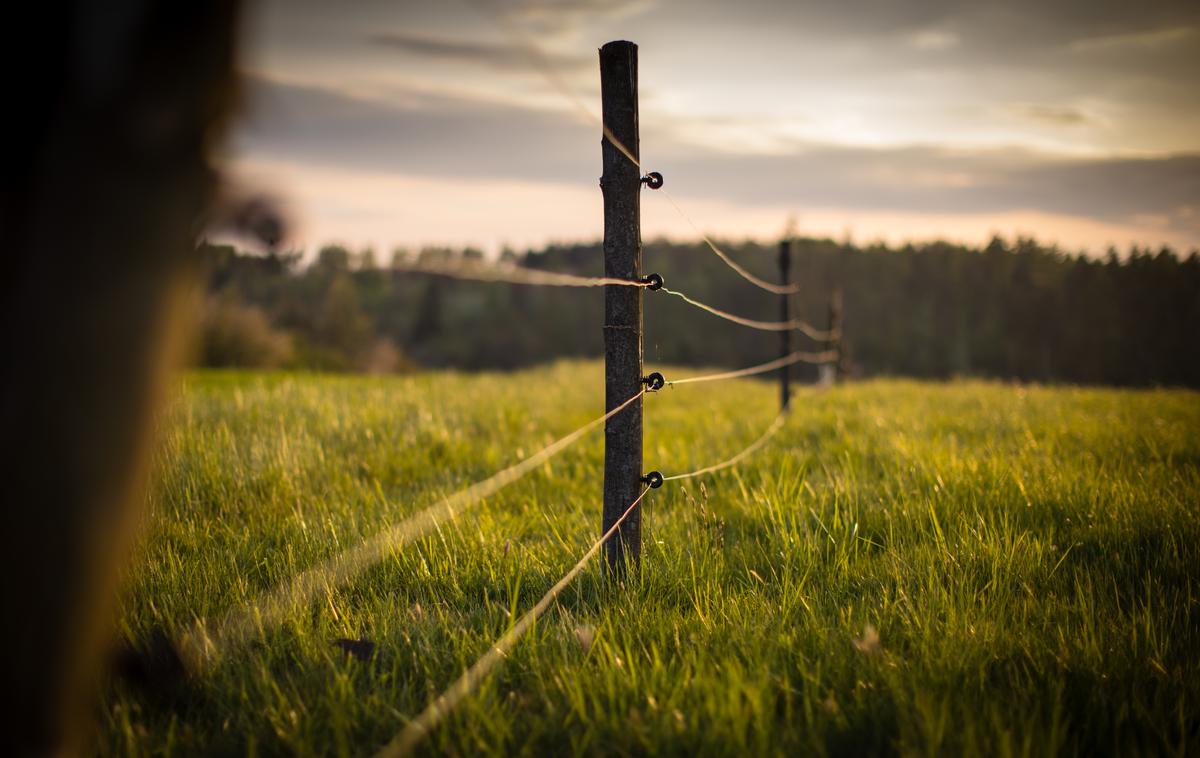 električni pastir | Fotografija je simbolična. | Foto Shutterstock
