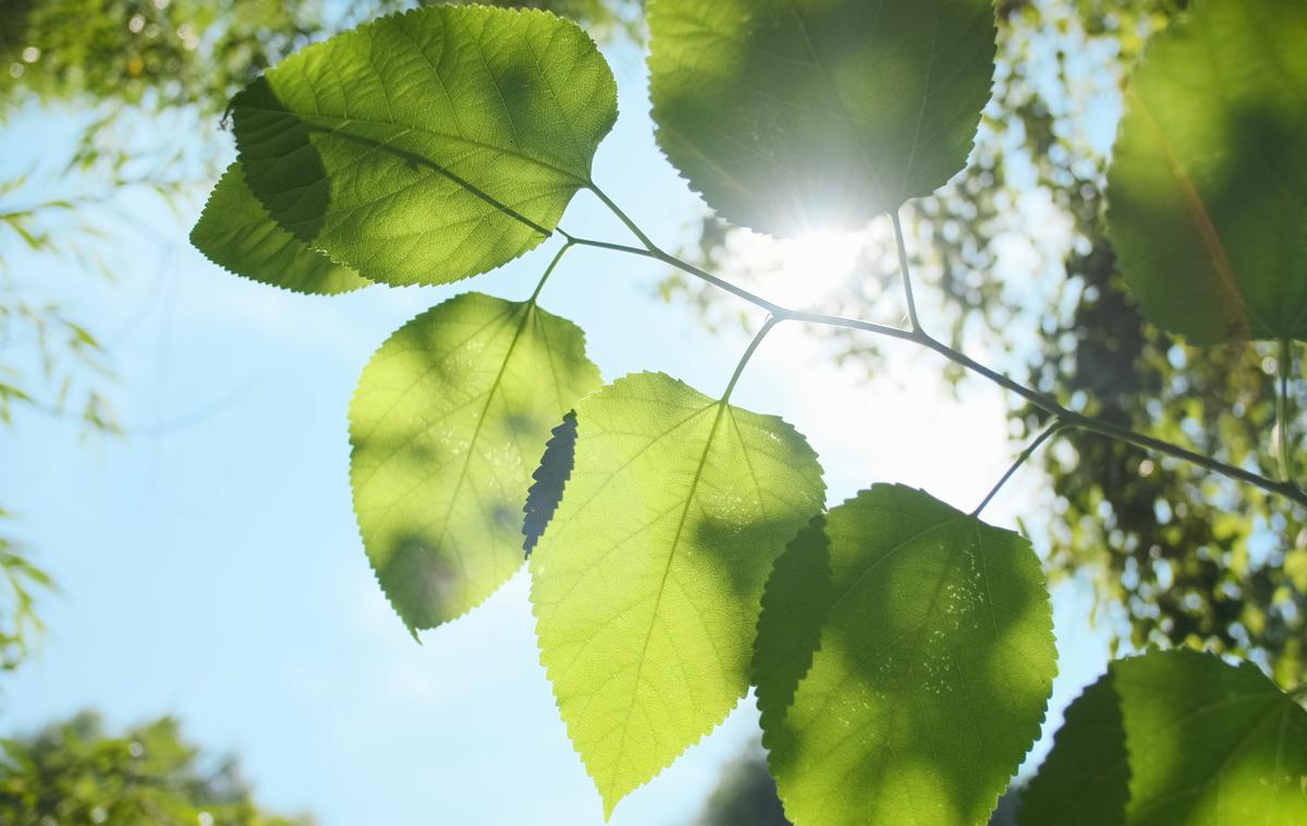 Sonce. Vreme. Pomlad. Hribi. | Danes popoldne se bo ponekod ogrelo do 22 stopinj Celzija. | Foto Shutterstock