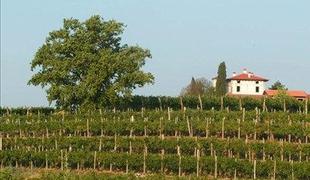 Osma zaporedna medalja za chardonnay Vinske kleti Goriška Brda