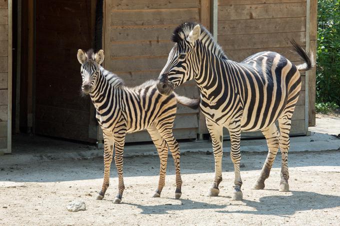 Zebra Sanaa | Foto: ZOO Ljubljana