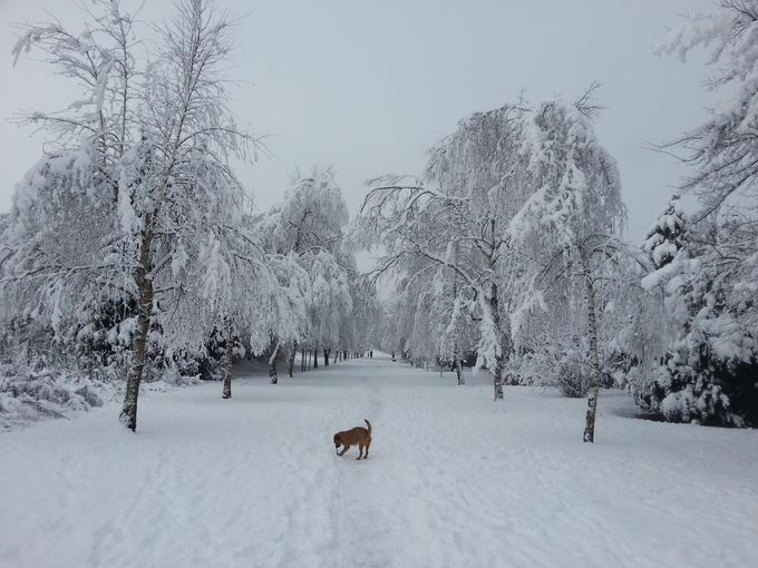 Sneg na Poti spomina in tovarištva januarja 2017 | Foto: David Florjančič