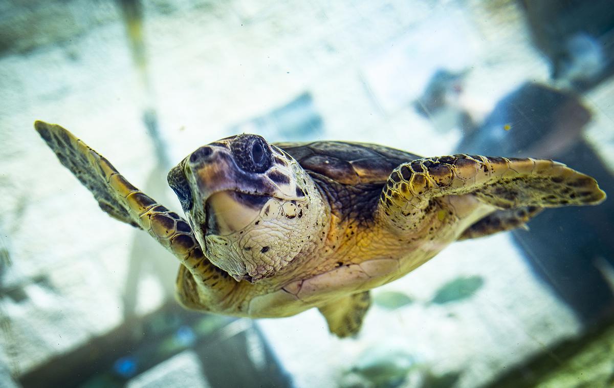 Glavate želve | Trenutno v oskrbi Aquariuma Pula okreva pet glavatih želv različnih velikosti in starosti z različnimi poškodbami, ki jim jih je hote ali nehote povzročil človek. | Foto Ana Kovač