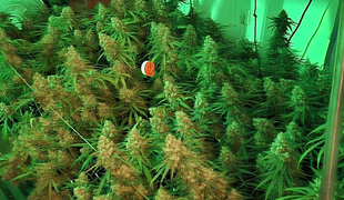 Na veliko je gojil konopljo. Na Vrhniki zasegli 300 rastlin. #foto