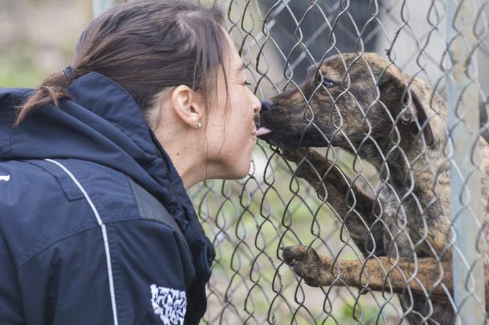pasji poljubčki | Veterinar svari lastnike psov, naj se nehajo poljubljati z njimi. | Foto Guliverimage