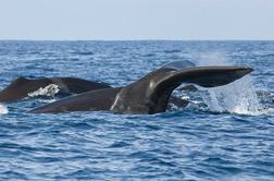 Razigrani kit deskarju pokazal, kdo je glavni v morju