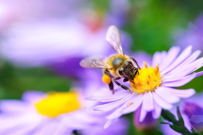 čebele | Vzrok za dogodek pri naših južnih sosedih naj bi bila tokrat uporaba pesticidov in insekticidov. | Foto Getty Images