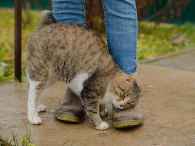 Zakaj se mačka drgne ob vas? Razlog vas bo presenetil.
