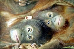 Orangutanov v Afriki sploh ni!