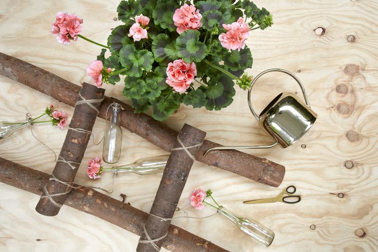 pelargonije_grayling | Foto: Pelargonium for Europe