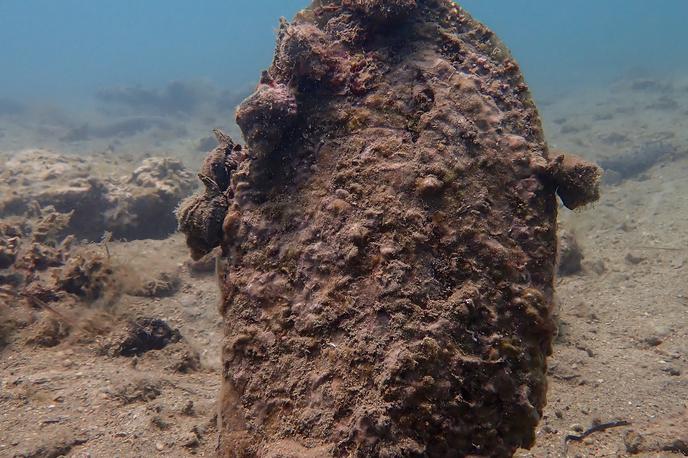Veliki leščur | Na Morski biološki postaji Piran so optimistični glede možnosti obnovitve populacije leščurjev. Bo pa ta trajala dolgo, preden bo dosegla gostoto pred poginom leta 2020. | Foto Facebook / Akvarij Piran