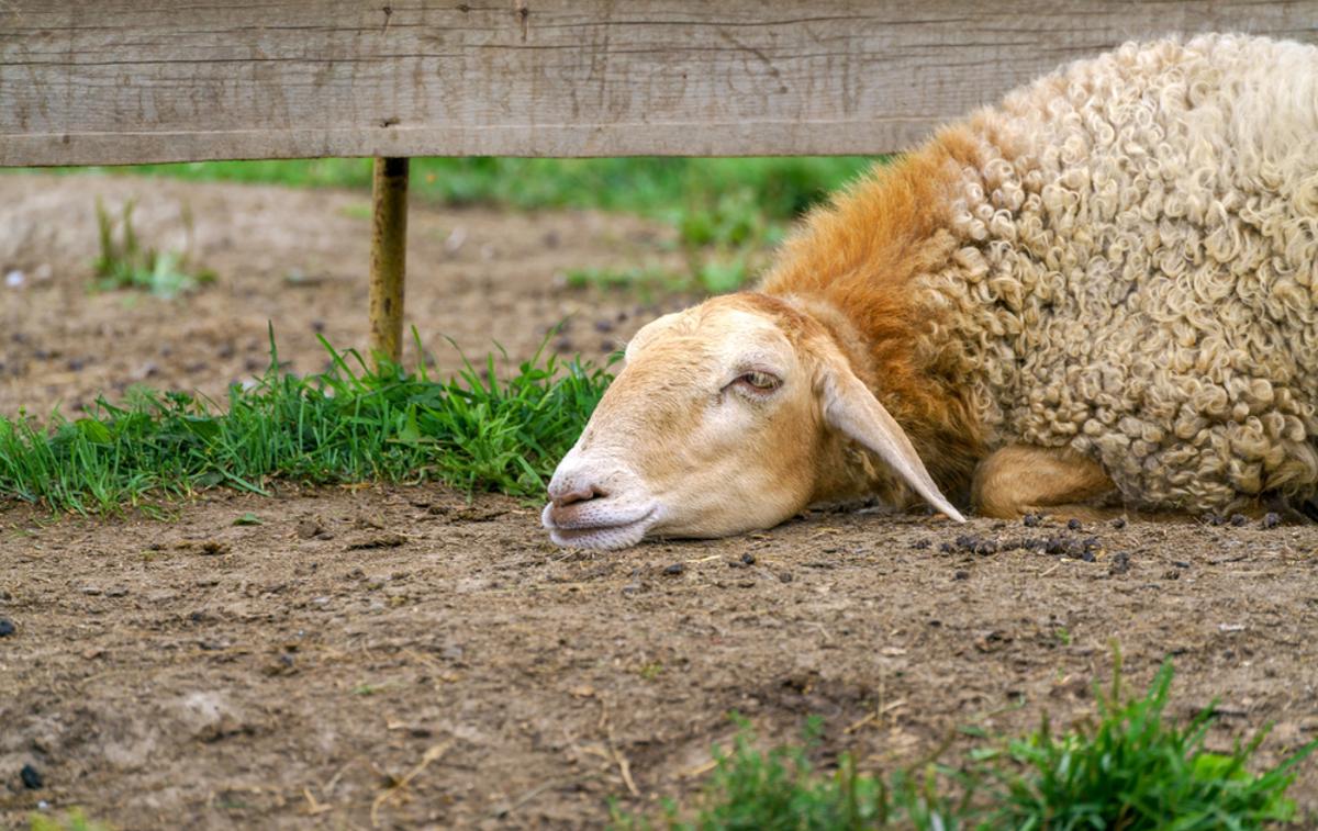 Ovca, ovce, bolezen, rejci ovac | Pomoč bo po predlogu znašala 221 evrov na poginulo ovco oziroma ovna, zabeleženega v registru. | Foto Shutterstock