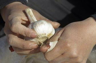 Česen, vroče tihotapsko blago