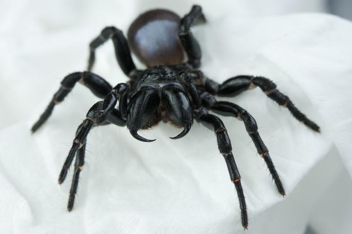 Mišji pajek | Ugriz mišjega pajka lahko povzroči hudo bolečino in resno bolezen. | Foto Getty Images