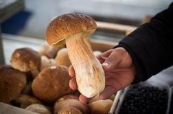 Če boste našli gobo, težjo od dveh kilogramov, ne boste kaznovani