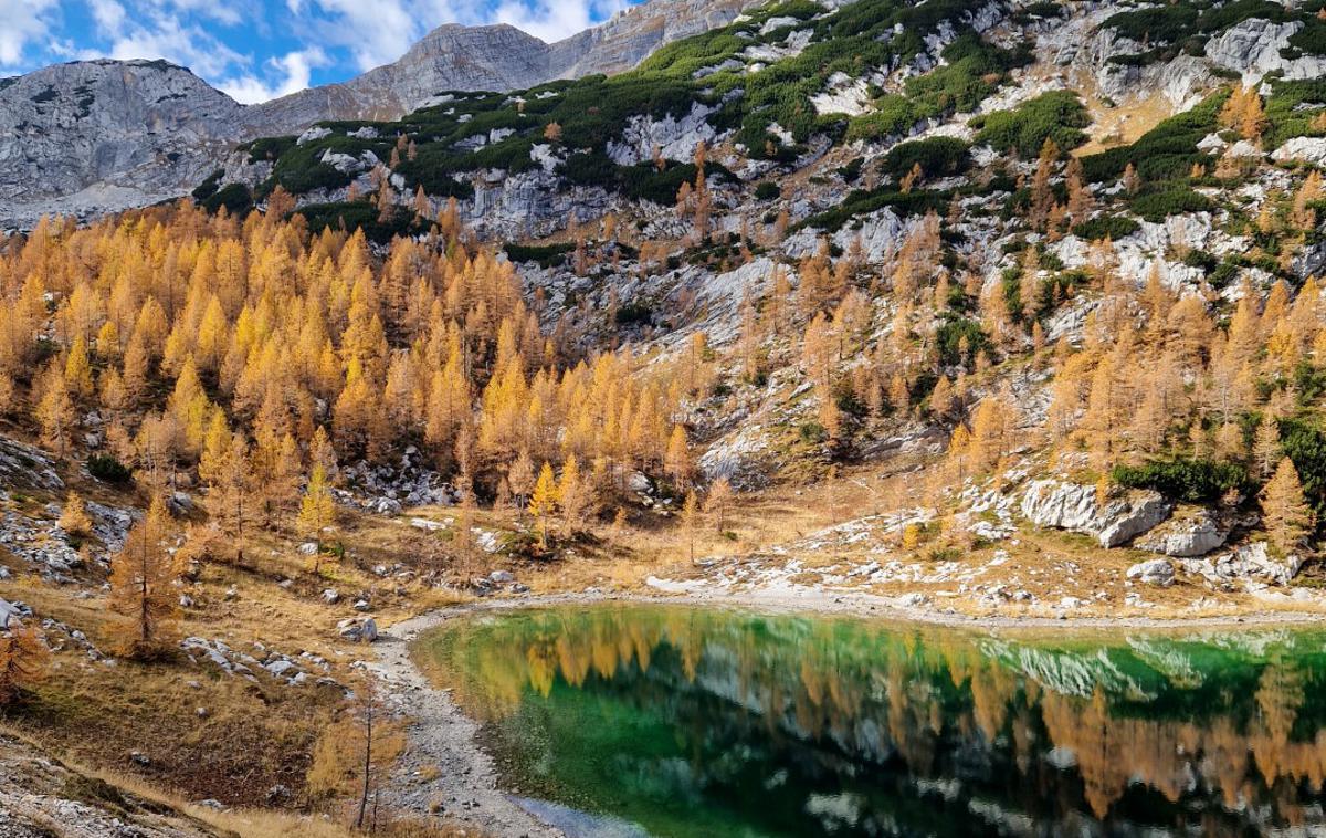 iz Savice do Ledvice zlati macesni | Zlati macesni ob jezeru v Ledvicah lani 20. oktobra | Foto Matej Podgoršek