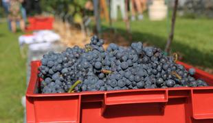 Vinogradnikom za kilogram grozdja ponujajo pet centov #video