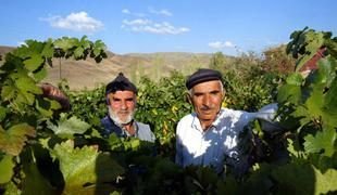 Turki imajo kljub islamu tisočletno vinsko tradicijo