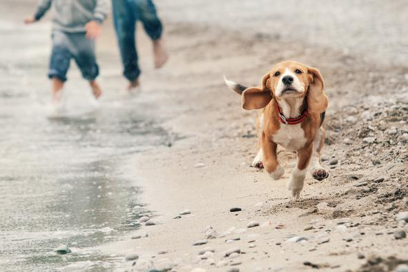 Če na to hrvaško plažo pridete s psom, vam grozi 150 evrov kazni
