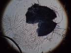 gliva fusarium graminearum