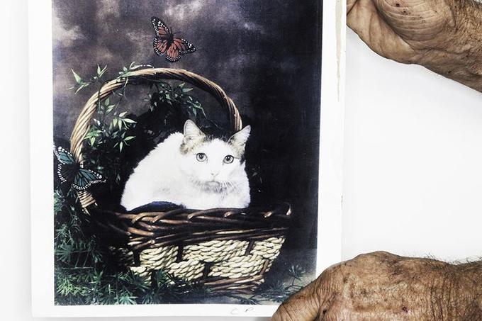 Creme Puff, najstarejša mačka vseh časov | Foto: 