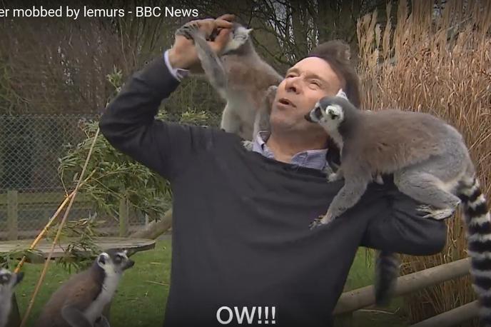lemur, BBC | Foto YouTube / BBC