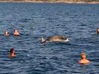 delfin, Maslenica, plavanje