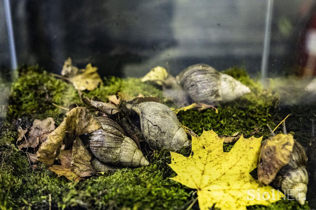 Bioexo razstava eksotičnih živali