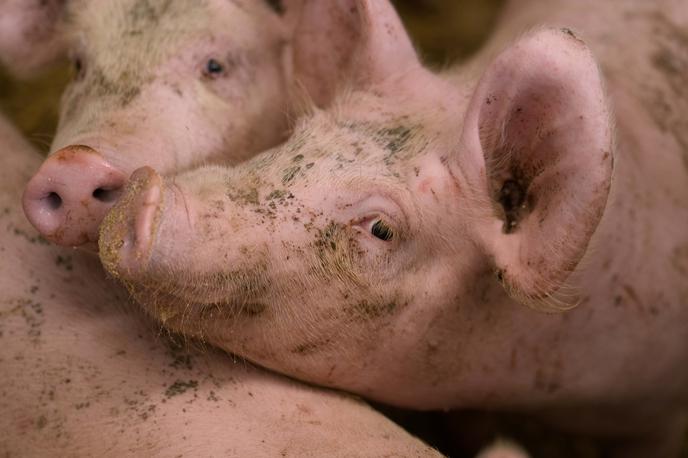 Prašiči | Okužene farme v Baranji bodo zaradi afriške prašičje kuge izgubile več kot 11 tisoč svinj. Virus povzroča največjo krizo v hrvaškem prašičerejskem sektorju doslej. | Foto Guliverimage