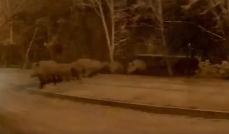 V Podutiku posneli čredo divjih svinj #video