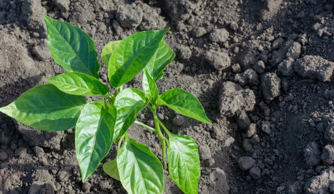 Zakaj paprika in jajčevci maja še vedno mirujejo ter kako jih spodbuditi?