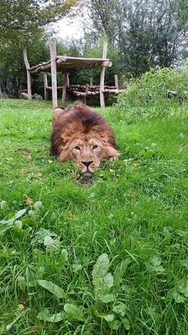 Lev Ljubljana ZOO