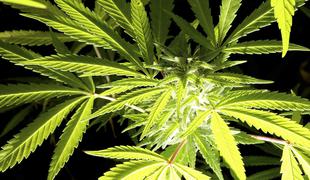 Devetnajst milijonov Evropejcev kadi marihuano