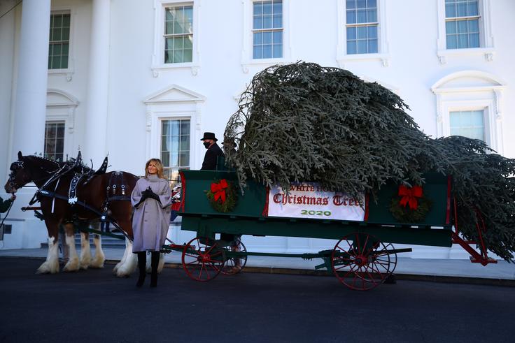 Melania je spoštovala tradicijo in tudi letos pričakala prihod kočije, ki je pripeljala jelko. | Foto: Reuters