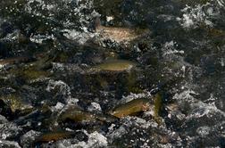 Vročina in podpovprečne padavine ogrožajo življenje rib