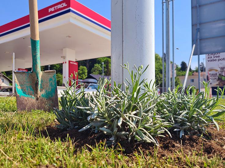 Petrol, čebele | Foto: 