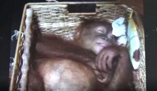 Turist v prtljagi tihotapil omamljenega orangutana #video