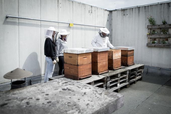 V okviru svetovnega dneva čebel bo na pobudo člana urbanih čebelarjev izšla tudi jubilejna poštna znamka.  | Foto: Ana Kovač