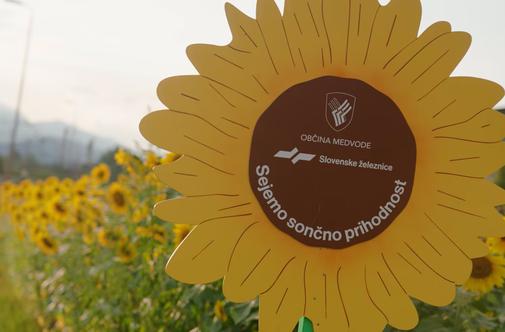 Sončnice ob železnici zacvetele po vsej Sloveniji