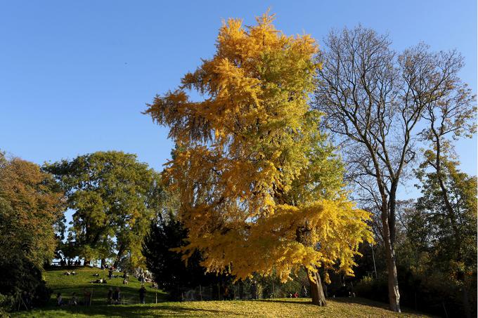 ginko gingko biloba drevo | Foto: Reuters