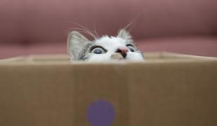 Zakaj mačke tako rade lezejo v škatle?