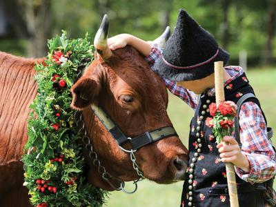 V Bohinju bodo okrasili krave, v Portorožu bo zažigala skupina Laibach