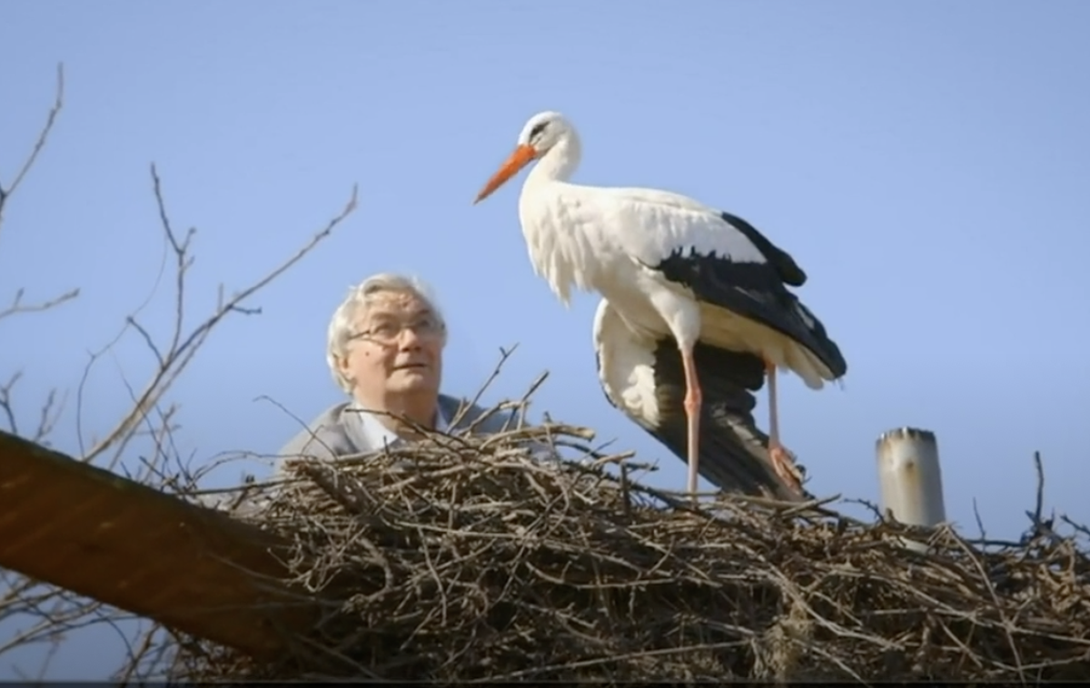 štorklja Malena | Foto zajem zaslona